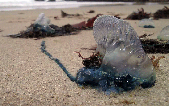 Hidrozoo-Physalia-Physalia-02